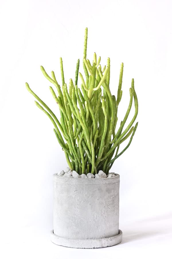 Amazon|観葉植物 本物 現品 ユーフォルビア・オンコクラータ Amazon|観葉植物 本物 現品 ユーフォルビア・オンコクラータ